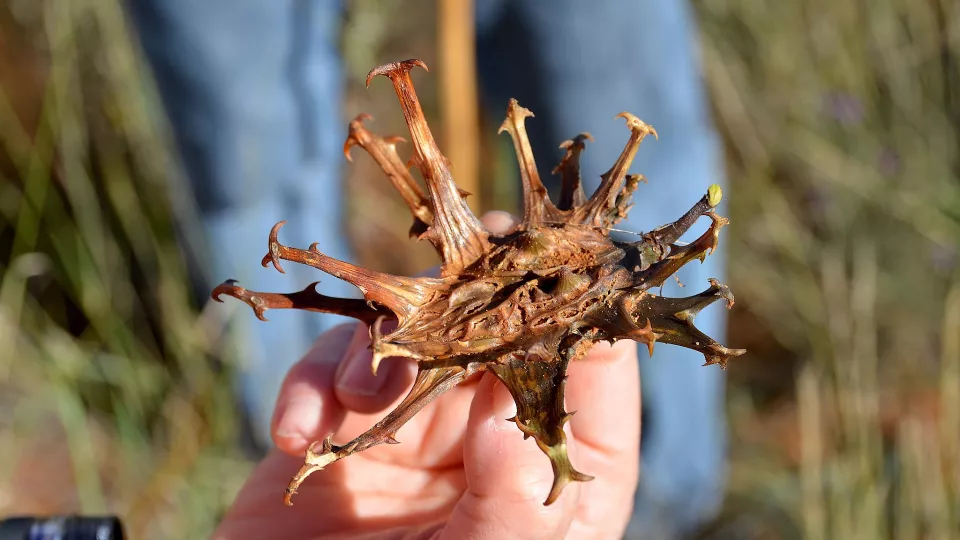 Photo of a hand holding a dried devil's claw