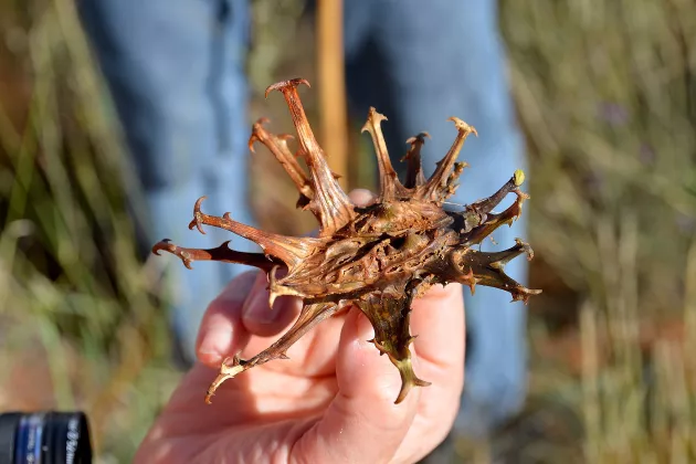 Photo of a hand holding a dried devil's claw